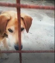 PEPPINO, Hund, Mischlingshund in Italien - Bild 2