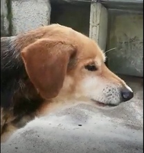 PEPPINO, Hund, Mischlingshund in Italien - Bild 3