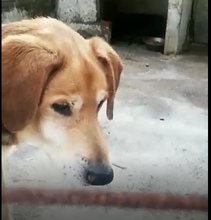 PEPPINO, Hund, Mischlingshund in Italien - Bild 4