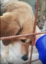 PEPPINO, Hund, Mischlingshund in Italien - Bild 5