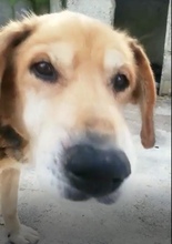 PEPPINO, Hund, Mischlingshund in Italien - Bild 6