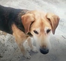 PEPPINO, Hund, Mischlingshund in Italien - Bild 7