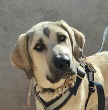 KALA, Hund, Mischlingshund in Spanien - Bild 6