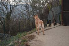 NELLI, Hund, Boxer-Malinois-Mix in Bulgarien - Bild 12