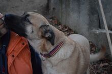 NELLI, Hund, Boxer-Malinois-Mix in Bulgarien - Bild 5