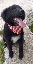 PEGGY, Hund, Mischlingshund in Italien - Bild 1