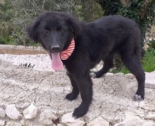 PEGGY, Hund, Mischlingshund in Italien - Bild 3
