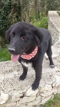 PEGGY, Hund, Mischlingshund in Italien - Bild 4