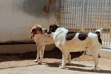 FULL, Hund, Jagdhund-Mix in Italien - Bild 10