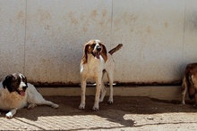FULL, Hund, Jagdhund-Mix in Italien - Bild 12