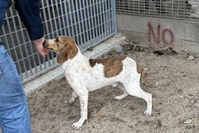 FULL, Hund, Jagdhund-Mix in Italien - Bild 32