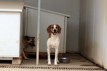 FULL, Hund, Jagdhund-Mix in Italien - Bild 4