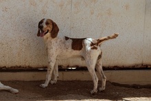 FULL, Hund, Jagdhund-Mix in Italien - Bild 8