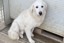 LIBERO, Hund, Maremmano-Mix in Italien - Bild 36