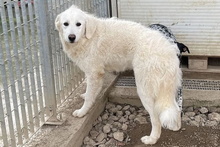 LIBERO, Hund, Maremmano-Mix in Italien - Bild 37