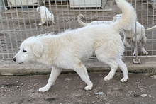 LIBERO, Hund, Maremmano-Mix in Italien - Bild 38