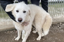 LIBERO, Hund, Maremmano-Mix in Italien - Bild 39