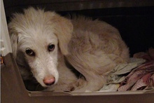 LIBERO, Hund, Maremmano-Mix in Italien - Bild 40