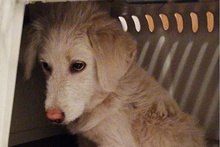 LIBERO, Hund, Maremmano-Mix in Italien - Bild 41