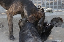 FILIBERTO, Hund, Jagdhund-Mix in Italien - Bild 10