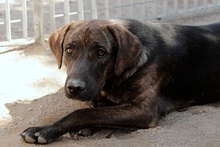 FILIBERTO, Hund, Jagdhund-Mix in Italien - Bild 20