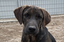 FILIBERTO, Hund, Jagdhund-Mix in Italien - Bild 21