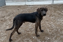 FILIBERTO, Hund, Jagdhund-Mix in Italien - Bild 22