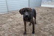 FILIBERTO, Hund, Jagdhund-Mix in Italien - Bild 23