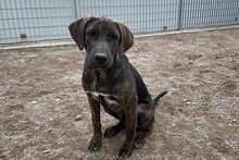 FILIBERTO, Hund, Jagdhund-Mix in Italien - Bild 24