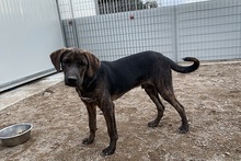 FILIBERTO, Hund, Jagdhund-Mix in Italien - Bild 25