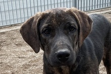 FILIBERTO, Hund, Jagdhund-Mix in Italien - Bild 26