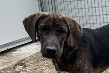FILIBERTO, Hund, Jagdhund-Mix in Italien - Bild 27