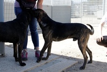 FILIBERTO, Hund, Jagdhund-Mix in Italien - Bild 8
