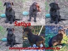 SATIYA, Hund, Dackel-Mix in Ungarn - Bild 1