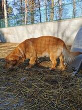 TACO, Hund, Mischlingshund in Ungarn - Bild 1