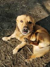 TACO, Hund, Mischlingshund in Ungarn - Bild 2