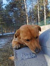TACO, Hund, Mischlingshund in Ungarn - Bild 3