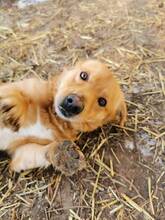 TACO, Hund, Mischlingshund in Ungarn - Bild 4