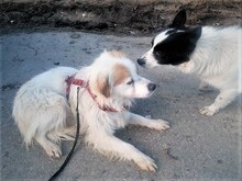 JERSEY, Hund, Mischlingshund in Rumänien - Bild 10