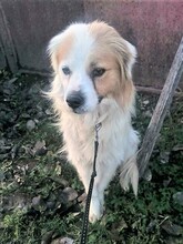 JERSEY, Hund, Mischlingshund in Rumänien - Bild 11