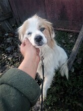 JERSEY, Hund, Mischlingshund in Rumänien - Bild 12