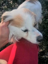JERSEY, Hund, Mischlingshund in Rumänien - Bild 13