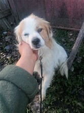 JERSEY, Hund, Mischlingshund in Rumänien - Bild 14