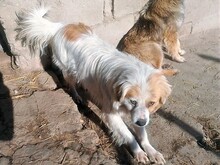 JERSEY, Hund, Mischlingshund in Rumänien - Bild 16