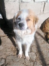 JERSEY, Hund, Mischlingshund in Rumänien - Bild 17