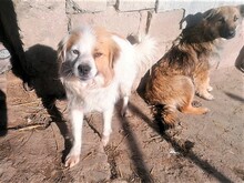 JERSEY, Hund, Mischlingshund in Rumänien - Bild 18