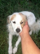 JERSEY, Hund, Mischlingshund in Rumänien - Bild 3