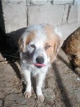 JERSEY, Hund, Mischlingshund in Rumänien - Bild 4