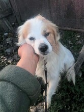 JERSEY, Hund, Mischlingshund in Rumänien - Bild 5