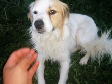 JERSEY, Hund, Mischlingshund in Rumänien - Bild 6
